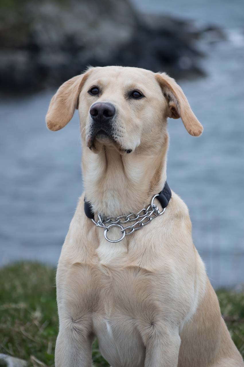 Dogs Against Drugs Detecting and Deterring Drugs in Shetland